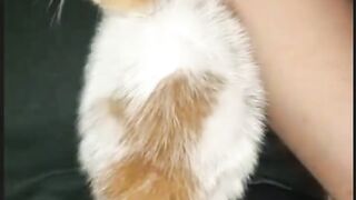 Cat vidio funny
