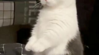 Cat funny
