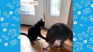 Best funny,cute,very beautiful animal videos