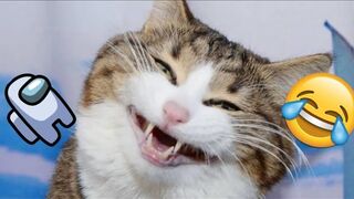 Funny Animals compilation videos part 4