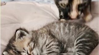 Cute cat video