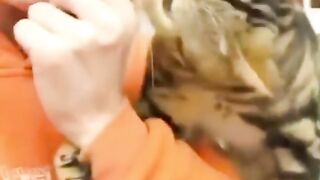 Cats crazy