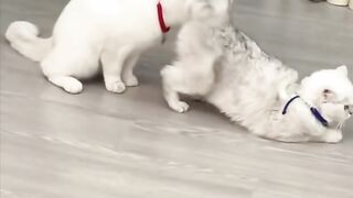 Naughty cats