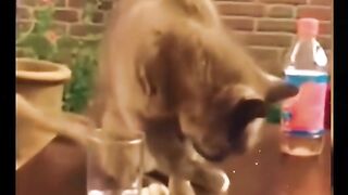 Funny cats moments