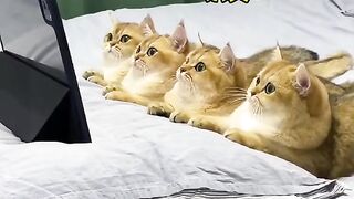 cat watching movie!!!