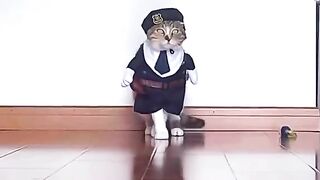 Funnys cats Fashion show!!! ????
