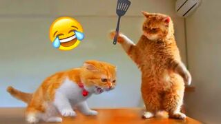 Funny Animal videos ???? Funny cats ???? Funny dogs ???? funny video part 04