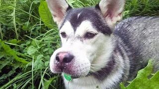 Funniest Animals Video - Funny Dogs And Cats - Try Not To Laugh Animals 2022
