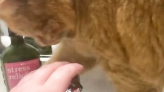 Funny VIdeos - Funny Cat/ Dog 25