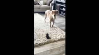 Dog funny video