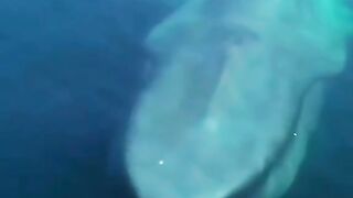 Penampakan Monster laut