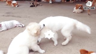 Funny Dogs And Puppies Life 4K Quality Video Episode 3 | Viral Dog