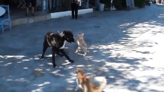 Dog and cat fight 2