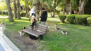 Wild cats attacking dog