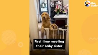 Dog Brothers Claim Newborn Baby Sister As Their Own | The Dodo