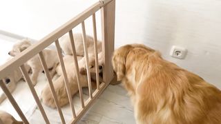 Golden Retriever Dad Meets His Puppies for the First Time
