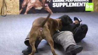 Giant Pit Bull Hulk & The Newborn Baby | DOG DYNASTY