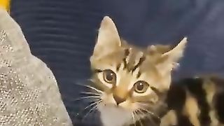 ???? The most funny and beautiful kittens in the world! ???? Funny video with cats and kittens! ????