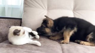 German Shepherd Puppy and Kitten Playing [TRY NOT TO LAUGH] 2