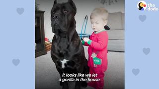 Baby Grows Up With His 125-Pound Dog | The Dodo Soulmates