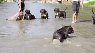 I LOVE MY AMERICAN BULLY''