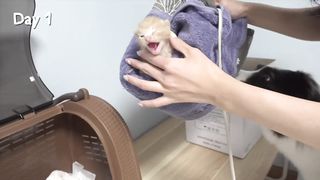 Rescued Tiny Kitten Grows Up Believing He’s a Big Dog | Day 1 to 60 2