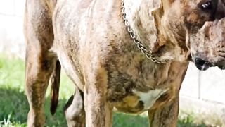 2023 dog and 5000bce dog || Past animals ||#shorts