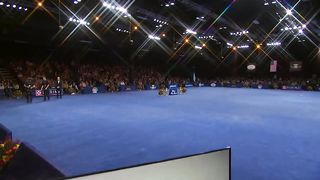 National Dog Show 2023: Best in Show (Full Judging) | NBC Sports