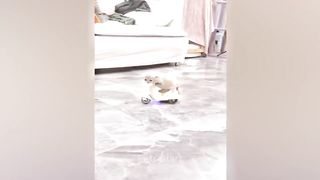 Funniest Animals 2023 ???? Best Funny Cats and Dogs Videos ???????? Part 15