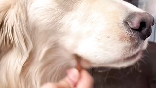 Cute funny dog video 2