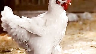 hen One player