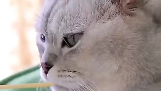 cats fight for food