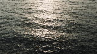 "Ephemeral Elegance: A Visual Ode to Nature's Fleeting Beauty"