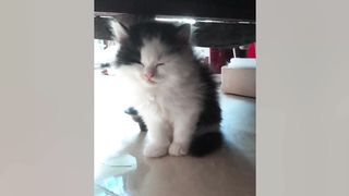 My Little Kitten So Tired After His Playing