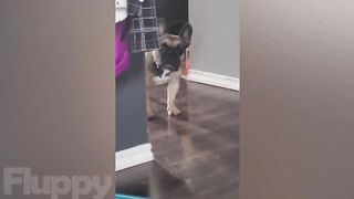 The Best DOG Videos of 2023 ???? Hilarious Dogs Compilation! ???? 3
