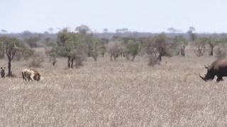 Lion's Mistake