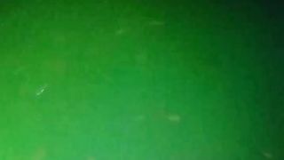Pemberian pakan PASTA baiknya malam hari agar PASTA dipastikan dimakan oleh LARVA LELE
