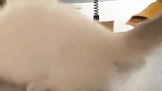 Kitten Learns to Take Food