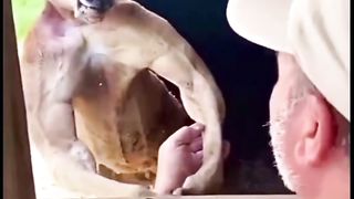Shredded Best