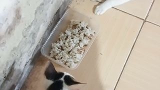 Cat eat 2