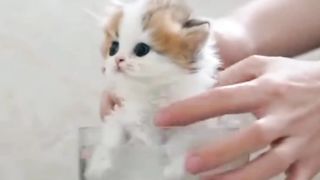 Kitten take a bath first to be fresh
