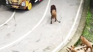 Lion Park 363