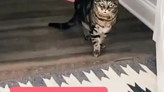The striped cat was surprised to see that the doggy could pass through the fence