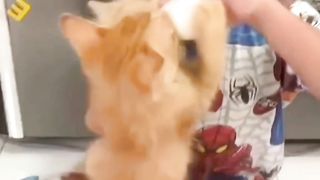 Orange Kittens fight over drinking bottled milk