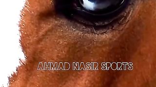 #febspot#foryou #foryoupage#horses#ridings#vedio58#ahmad#nasir#sports