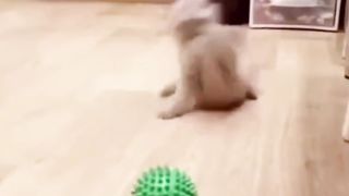 Happy Kitten Playing Ball