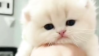 Cute Kittens Make You Awesome
