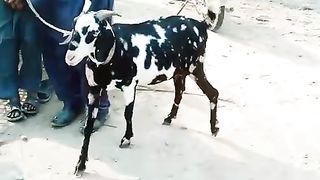 Goat for sale in Pakistan 4