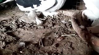 Pigeon for for sale in Pakistan