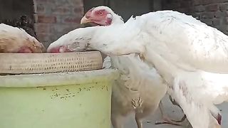 Shamo Aseel chick for sale 2